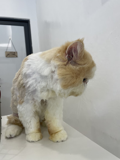 Catzonia USJ