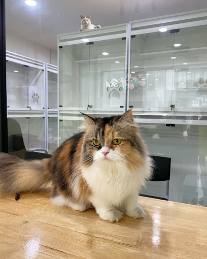 Abong Pet House - Cat Shop, Boarding Hotel & Grooming @ Bandar Saujana Putra