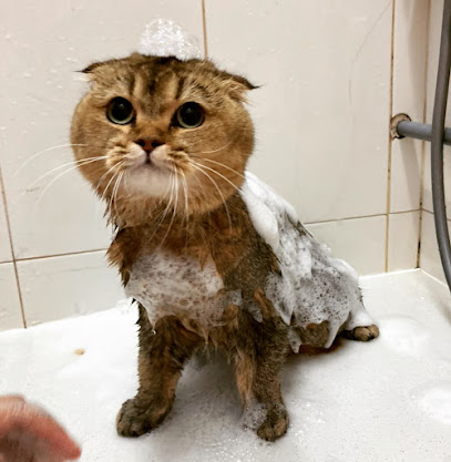 Catswell - Premium Cat Hotel, Cat Care, Cat Grooming & Cat Boarding @ Subang, Selangor