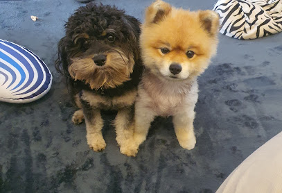 Diva Pets . Grooming Salon