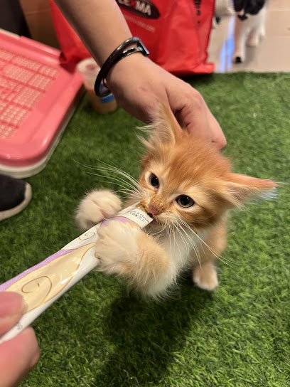 Marjie pets groomers