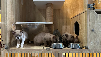 Meowhub