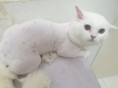 Cats Stop Centre ~Cat Hotel & Spa Puchong