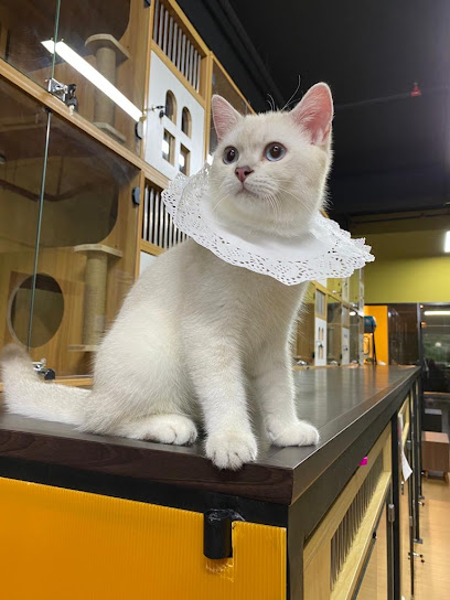 Marlo and Friends Pet Shop - Cat Boarding Hotel & Grooming Services