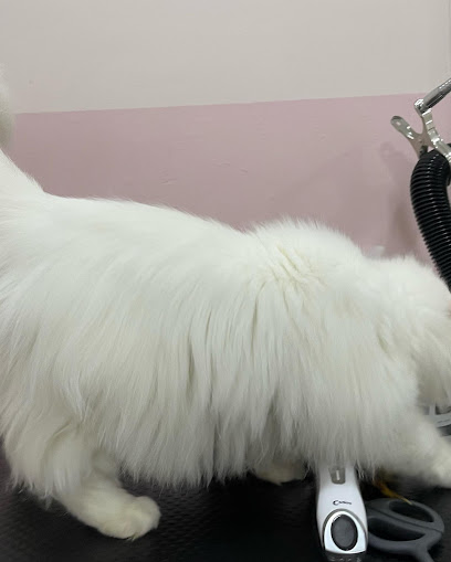 Majestic Cat Hotel & Grooming